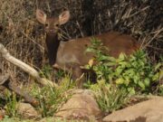 Recomendaciones ante la presencia de animales silvestres a la orilla de la ruta o zonas urbanas