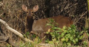 Recomendaciones ante la presencia de animales silvestres a la orilla de la ruta o zonas urbanas