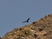 Un cóndor andino fue rescatado y liberado en la Reserva Natural “Las Higueritas”