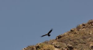 Un cóndor andino fue rescatado y liberado en la Reserva Natural “Las Higueritas”