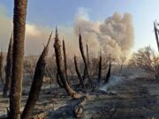 En lo que va del año, los incendios forestales afectaron más de 84 mil hectáreas en toda San Luis