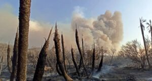 En lo que va del año, los incendios forestales afectaron más de 84 mil hectáreas en toda San Luis