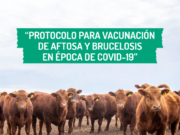 Este martes comienza la segunda etapa de vacunación contra la aftosa en San Luis