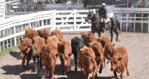 Villa Mercedes: las terneras se llevaron el mejor precio en el remate de San Luis Feria