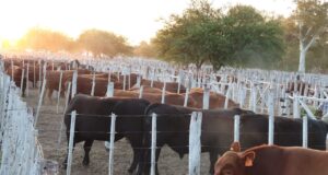 Arrancó la 73° Expo Rural San Luis y este viernes se conocerán los premiados