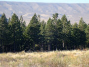 ¿Cuán efectivas son las forestaciones para mitigar el calentamiento global?