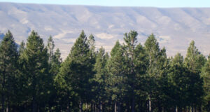 ¿Cuán efectivas son las forestaciones para mitigar el calentamiento global?