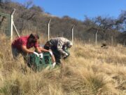 Liberaron en San Luis a más de 50 aves recuperadas