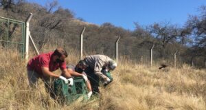 Liberaron en San Luis a más de 50 aves recuperadas
