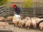 Agricultura familiar: guía rápida para tenencia y traslado de animales