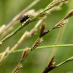 pérez – mosca-opt