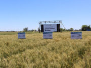 Aprobaron el primer trigo transgénico tolerante a sequía del mundo
