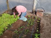 Propuesta de Agricultura Familiar para la producción local de alimentos
