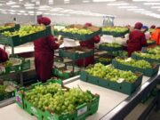 Reino Unido baja los aranceles para exportar productos vitivinícolas