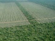 Greenpeace denunció que no se permiten audiencias públicas por desmontes en Salta