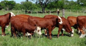 Preparan indicadores para que la carne vacuna sea producida de modo sustentable