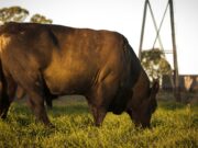 Prevención de enfermedades venéreas: se expuso el Plan Toro de La Pampa