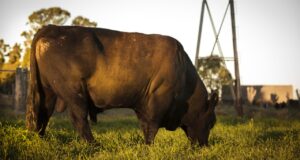 Prevención de enfermedades venéreas: se expuso el Plan Toro de La Pampa