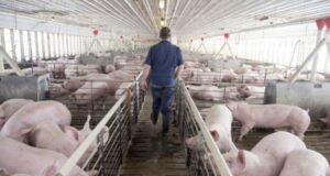 La sustentabilidad de la producción porcina, una clave