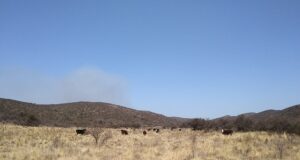 Pautas de manejo de ganado en zonas afectadas por los incendios