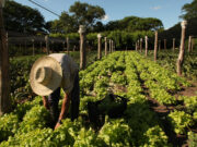 Equipos territoriales de Senasa apoyan a la agricultura familiar