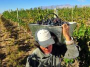Mendoza creó un protocolo para la cosecha de esta temporada