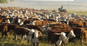 En octubre creció 1,2% la faena de bovinos