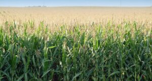Implementan un plan piloto para certificación de semilla experimental de maíz