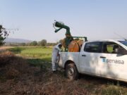 Senasa detalla las acciones realizadas contra la plaga de langostas