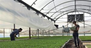 Plataforma Pliot para mejorar la producción de cultivos bajo cubierta
