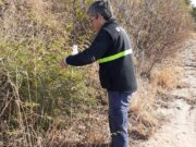 Monitoreo en la red de trampas para picudo del algodonero en Chaco