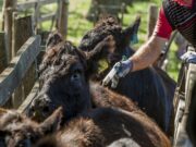 Bioinnovo aumentará la producción de la vacuna contra la Diarrea Viral Bovina