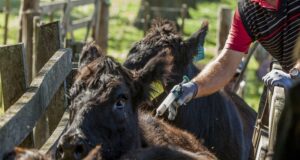 Bioinnovo aumentará la producción de la vacuna contra la Diarrea Viral Bovina
