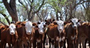 Suplementaciones: alimentos específicos para destete precoz e hiper precoz en San Luis