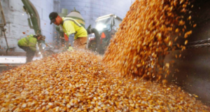 Federación Agraria alerta que está en peligro el uso de semillas propias