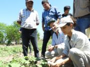 Comunidades Qom producen algodón agroecológico en Chaco