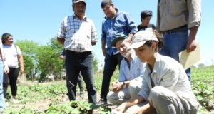 Comunidades Qom producen algodón agroecológico en Chaco