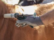 Piden responsabilidad en el uso de antibióticos veterinarios