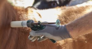 Piden responsabilidad en el uso de antibióticos veterinarios