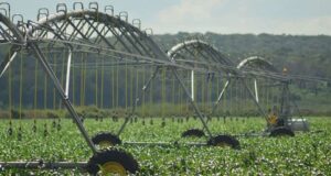 10 cosas que se deben saber sobre la agricultura industrial, según la ONU