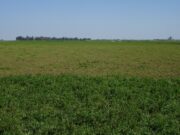 La alfalfa, una de las claves de la competitividad del tambo