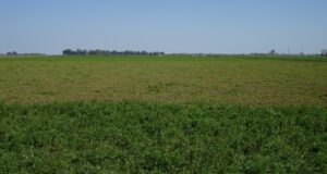 La alfalfa, una de las claves de la competitividad del tambo