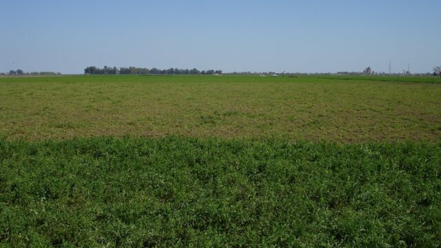 20 - 11 - alfalfa