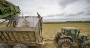 Argentina cumplió con el 85% de la cuota de azúcar a Estados Unidos