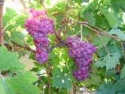 El sueño de niño se cumple: comer uvas sin semillas
