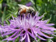 Qué muestra el primer mapa global de abejas