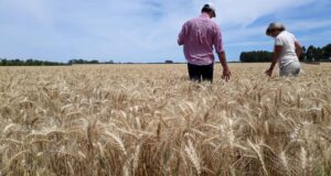 Estiman en 30,6% la caída interanual en la producción de trigo de la Región Centro
