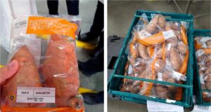 Con el aporte técnico del INTA, la batata formoseña llega al mercado inglés
