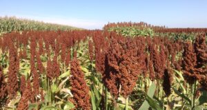 Precio y clima consolidan al sorgo