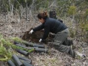 Restauran suelos y ambientes afectados por los incendios